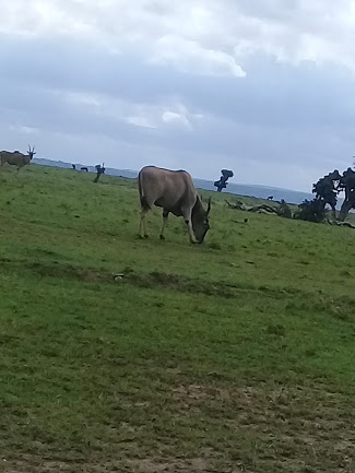 Wildebeest Migration