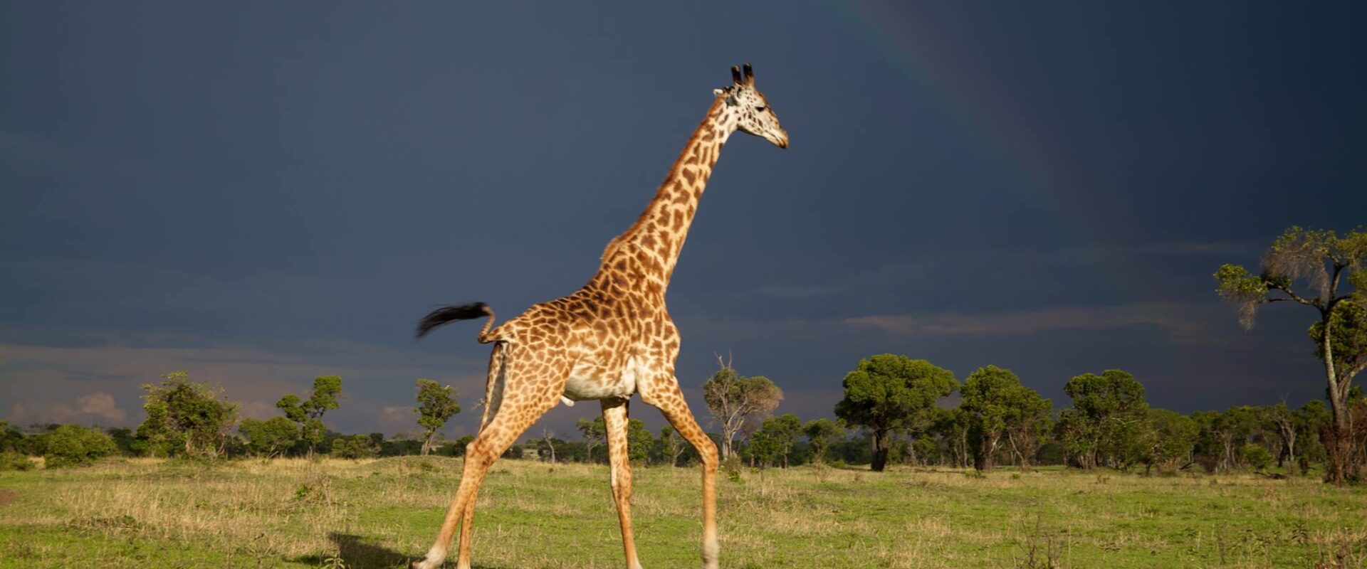 Masai Mara