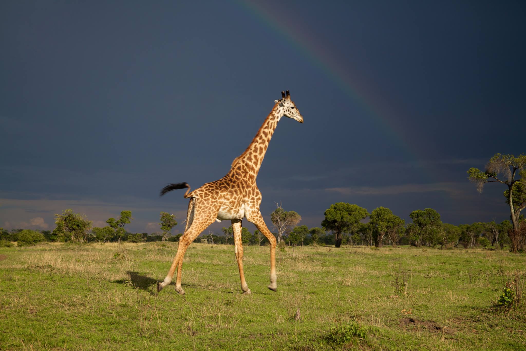 Discover Lemek Conservancy