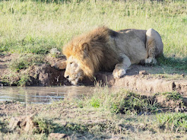 Masai Mara